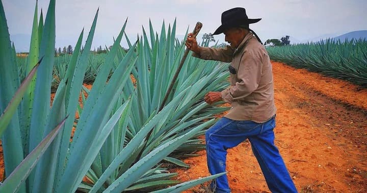 Blue Weber Agave
