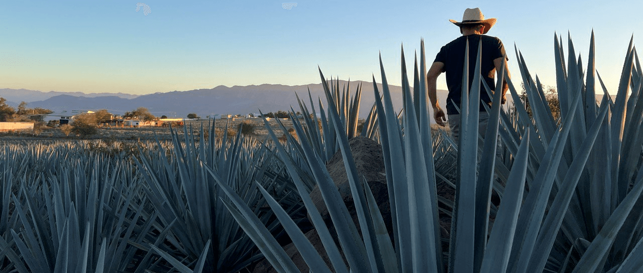 Sustainability at Jose León Tequila