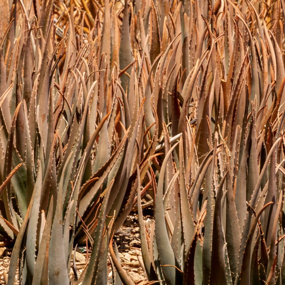Sustainable Agave Production